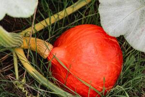 Red kuri squash or onion squash in an ecological garden, cucurbita maxima photo