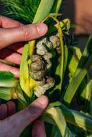 Diseased corn called corn smut, pathogenic fungus, ustilago maydis, in Mexico it is called huitlacoche or mexican truffle photo