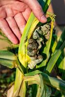 Diseased corn called corn smut, pathogenic fungus, ustilago maydis, in Mexico it is called huitlacoche or mexican truffle photo