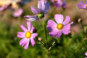 cosmos flores en un bonito prado, cosmos bipinnatus o mexicano aster, margarita familia asteraceae foto