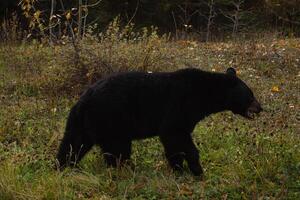 Brown bear eating in the grass photo