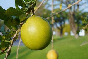 The Calabash Tree is a medium-sized succulent shrub. At the end of the leaves are thorny lobes, the edges are smooth, the fruit is spherical. photo