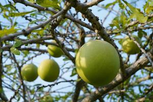 The Calabash Tree is a medium-sized succulent shrub. At the end of the leaves are thorny lobes, the edges are smooth, the fruit is spherical. photo