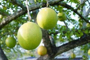 The Calabash Tree is a medium-sized succulent shrub. At the end of the leaves are thorny lobes, the edges are smooth, the fruit is spherical. photo