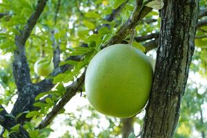 The Calabash Tree is a medium-sized succulent shrub. At the end of the leaves are thorny lobes, the edges are smooth, the fruit is spherical. photo