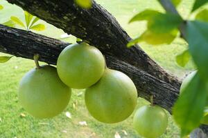 The Calabash Tree is a medium-sized succulent shrub. At the end of the leaves are thorny lobes, the edges are smooth, the fruit is spherical. photo