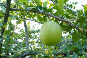 The Calabash Tree is a medium-sized succulent shrub. At the end of the leaves are thorny lobes, the edges are smooth, the fruit is spherical. photo