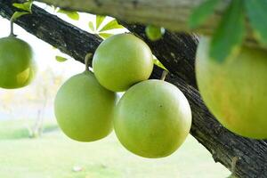 The Calabash Tree is a medium-sized succulent shrub. At the end of the leaves are thorny lobes, the edges are smooth, the fruit is spherical. photo