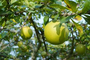 The Calabash Tree is a medium-sized succulent shrub. At the end of the leaves are thorny lobes, the edges are smooth, the fruit is spherical. photo