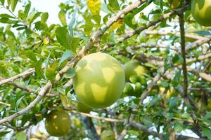 The Calabash Tree is a medium-sized succulent shrub. At the end of the leaves are thorny lobes, the edges are smooth, the fruit is spherical. photo