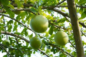 The Calabash Tree is a medium-sized succulent shrub. At the end of the leaves are thorny lobes, the edges are smooth, the fruit is spherical. photo