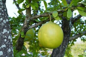 The Calabash Tree is a medium-sized succulent shrub. At the end of the leaves are thorny lobes, the edges are smooth, the fruit is spherical. photo