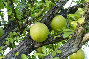 The Calabash Tree is a medium-sized succulent shrub. At the end of the leaves are thorny lobes, the edges are smooth, the fruit is spherical. photo