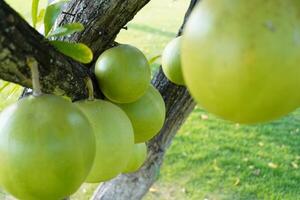 The Calabash Tree is a medium-sized succulent shrub. At the end of the leaves are thorny lobes, the edges are smooth, the fruit is spherical. photo