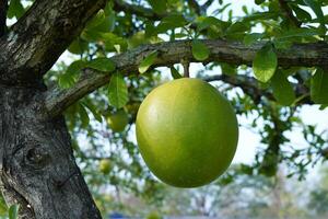 The Calabash Tree is a medium-sized succulent shrub. At the end of the leaves are thorny lobes, the edges are smooth, the fruit is spherical. photo