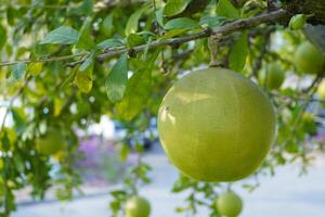 el calabaza árbol es un talla media suculento arbusto. a el final de el hojas son espinoso lóbulos, el bordes son liso, el Fruta es esférico. foto