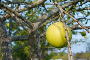 The Calabash Tree is a medium-sized succulent shrub. At the end of the leaves are thorny lobes, the edges are smooth, the fruit is spherical. photo