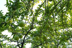 The Calabash Tree is a medium-sized succulent shrub. At the end of the leaves are thorny lobes, the edges are smooth, the fruit is spherical. photo