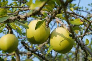 The Calabash Tree is a medium-sized succulent shrub. At the end of the leaves are thorny lobes, the edges are smooth, the fruit is spherical. photo