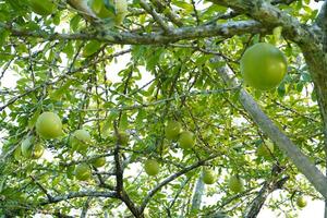 The Calabash Tree is a medium-sized succulent shrub. At the end of the leaves are thorny lobes, the edges are smooth, the fruit is spherical. photo