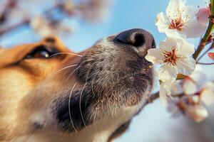 AI generated Closeup of a dog sniffing a spring blossom. Dog smelling flower. Generative AI photo