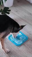 mignonne chien en utilisant lécher tapis pour en mangeant nourriture lentement. casse-croûte tapis, lécher tapis pour chats et chiens video