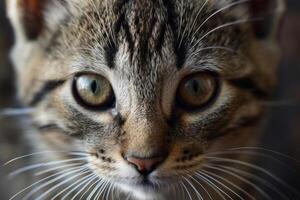 AI generated Cat's face with expressive eyes. Pets and lifestyle concept. Generative AI photo