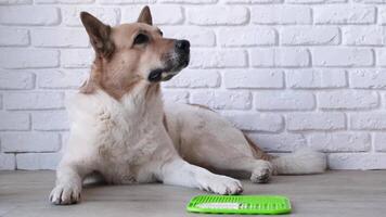 carino cane utilizzando leccare stuoia per mangiare cibo lentamente. merenda stuoia, leccata stuoia per gatti e cani video