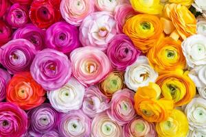 AI generated Bouquet of beautiful ranunculus flowers. Spring floral background. Generative AI photo