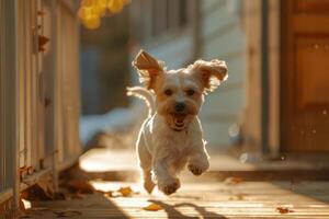 ai generado perro corriendo en un soleado frente porche. generativo ai foto