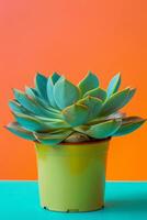 AI generated Small succulent plant in pot. Houseplant in flowerpot on a table. Generative AI photo