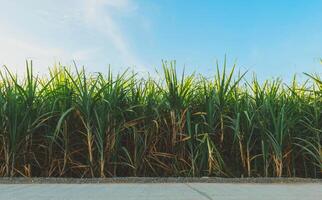 Sugarcane growing in the fields in sunrise photo