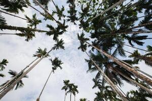 tree with clear sky in Tropicana photo