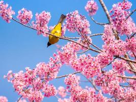 Bird with cheeryblossom background photo