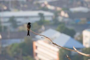 pájaro con flor alegre antecedentes foto