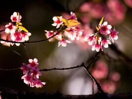 Bird with cheeryblossom background photo