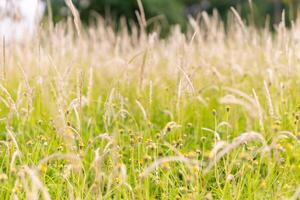 Reeds on outdoor. Selective focus. Nature concept background photo