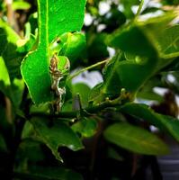 keket snake from Indonesia, a leaf-eating snake, with a green color like the color of the leaves photo