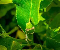 keket snake from Indonesia, a leaf-eating snake, with a green color like the color of the leaves photo