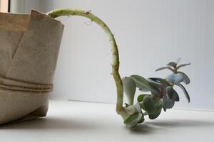 The echeveria succulent has stretched out due to lack of light. etiolation of succulents photo