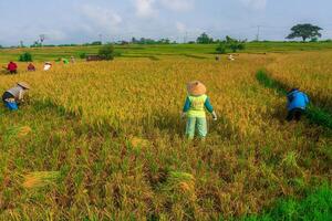 el belleza de el brumoso Mañana panorama con amanecer y arroz campos en bengkulu foto