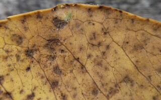 Close up of a yellow leaf with mold on the surface. Macro photo