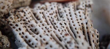 cerca arriba de un grupo de conchas marinas superficial profundidad de campo. foto