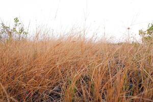 Dry grass in the field with white sky background photo