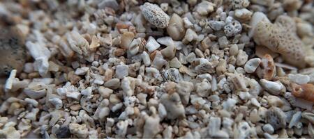 Close up of a group of seashells. Shallow depth of field. photo