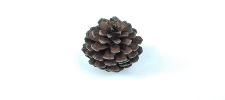 Pine cone isolated on white background. photo