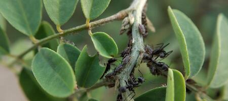 Ants and aphids on the branches of a tree. Macro photo