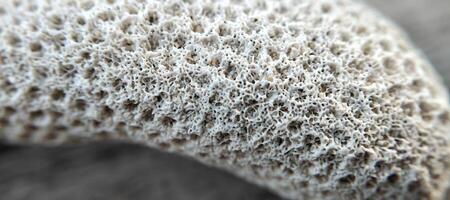 Close up of a group of seashells. Shallow depth of field. photo