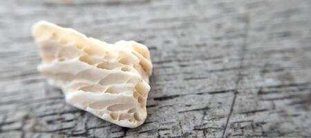 Close up of a group of seashells. Shallow depth of field. photo