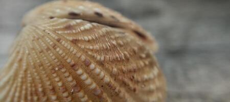 Seashell on a wooden background. Close-up. Selective focus. photo